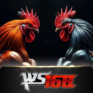 Ws168 Sabung - BIROPAY28